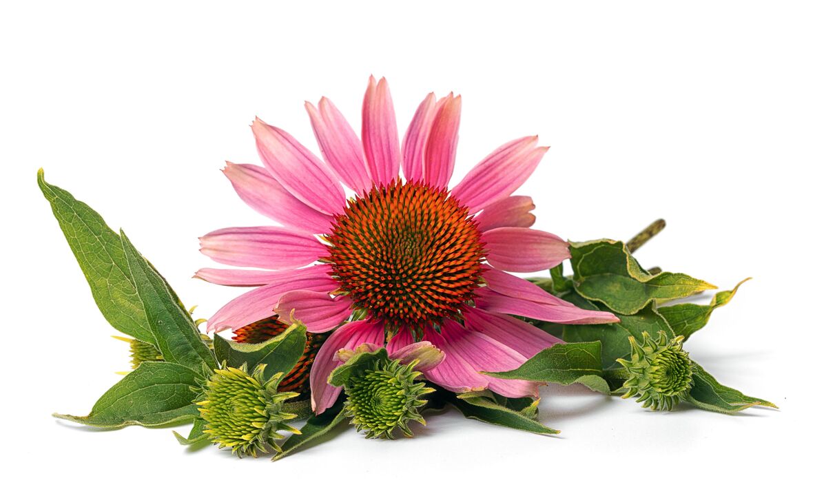 Echinacea capsules in cardiofforms