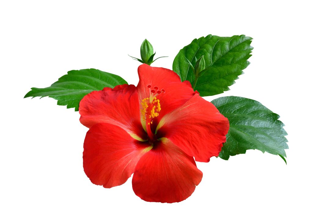 Hibiscus flower as part of the cardiofforms capsules